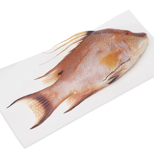 buy hogfish near me